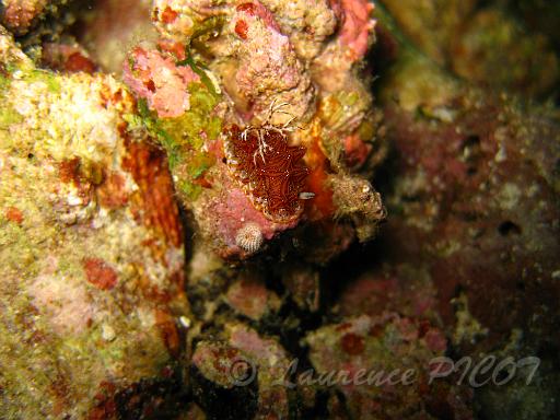 Halgerda tessellata.JPG - Philippines - les Visayas